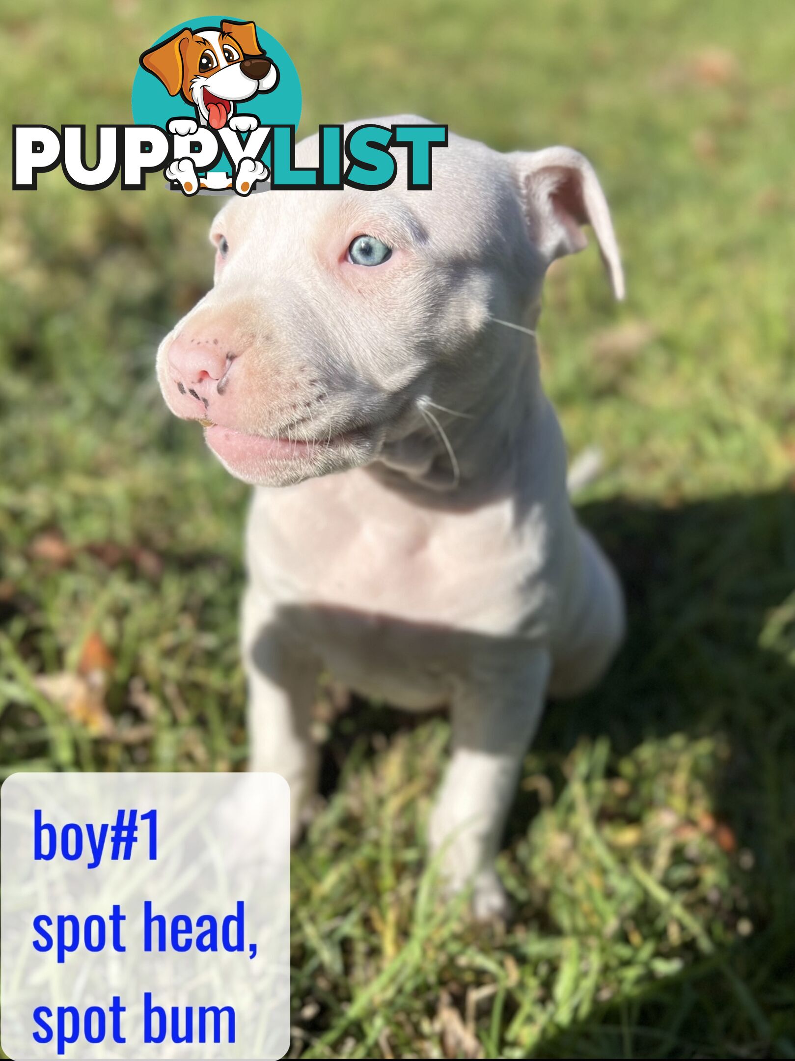 Purebred American Staffy pups