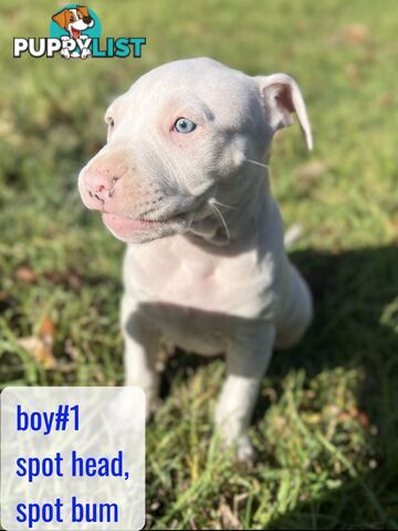 Purebred American Staffy pups
