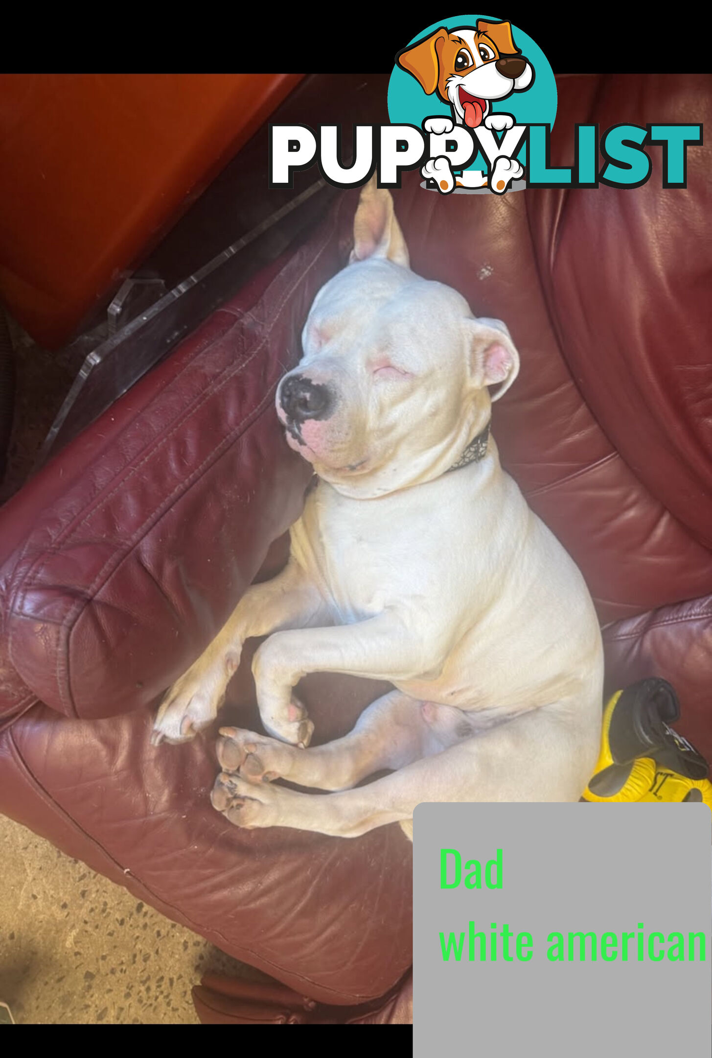 Purebred American Staffy pups