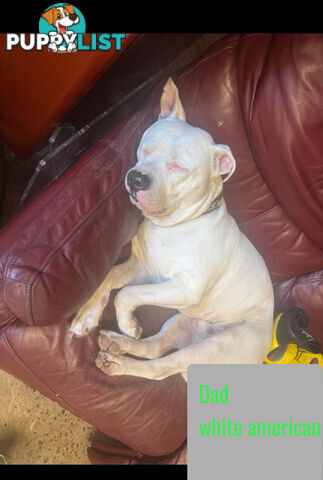 Purebred American Staffy pups