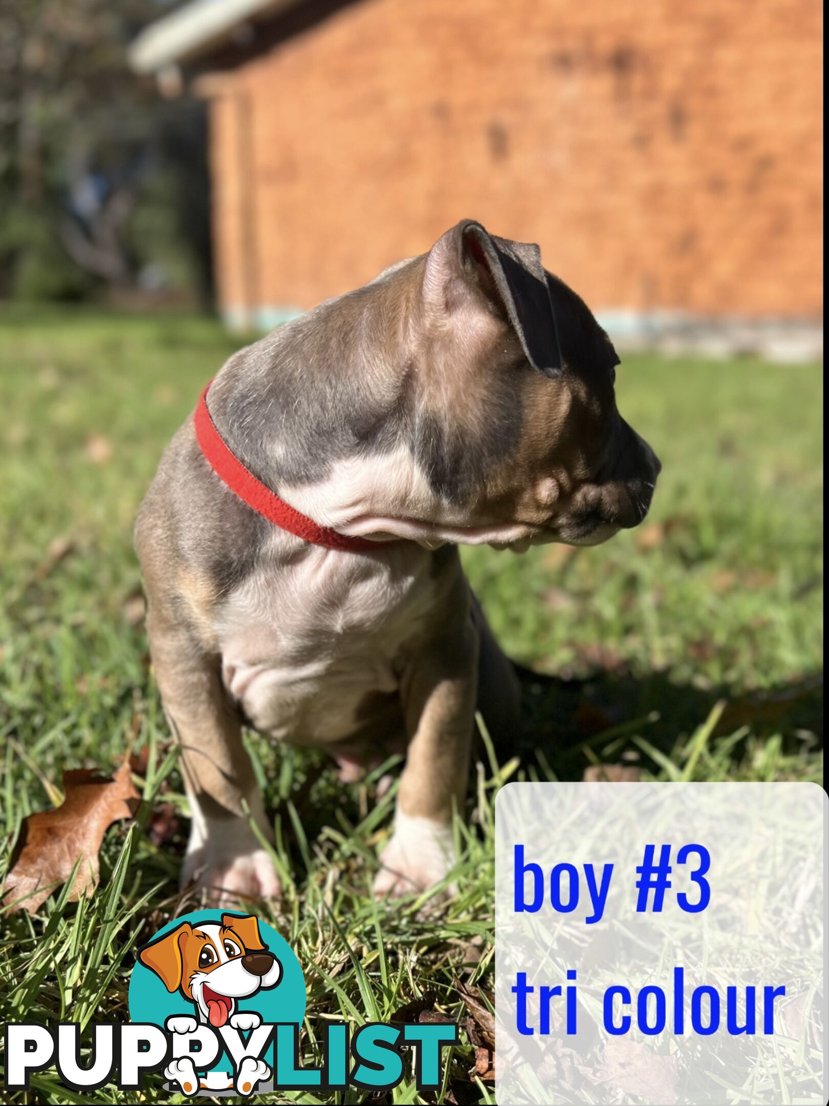 Purebred American Staffy pups