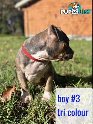 Purebred American Staffy pups