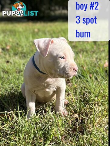 Purebred American Staffy pups
