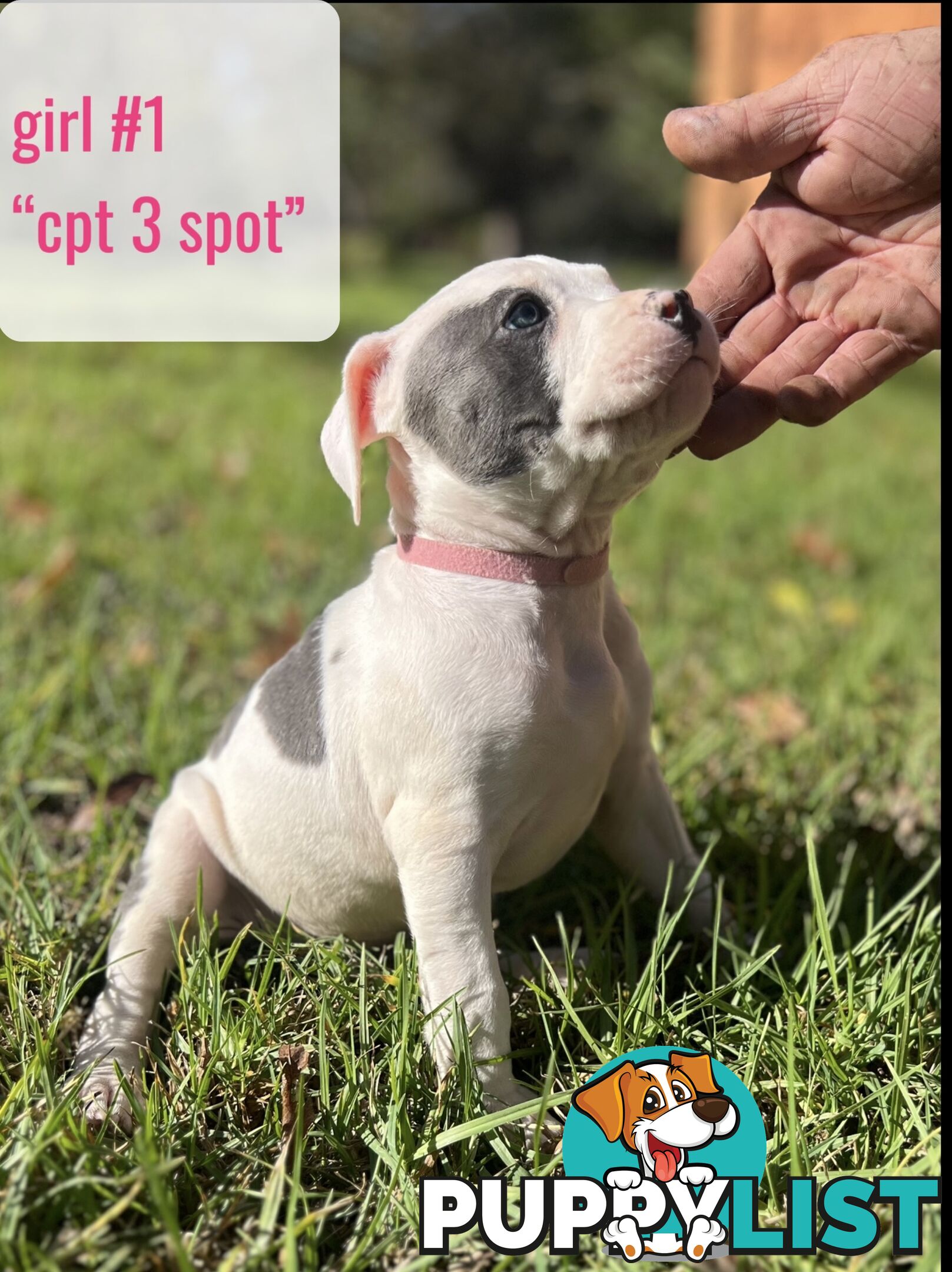Purebred American Staffy pups