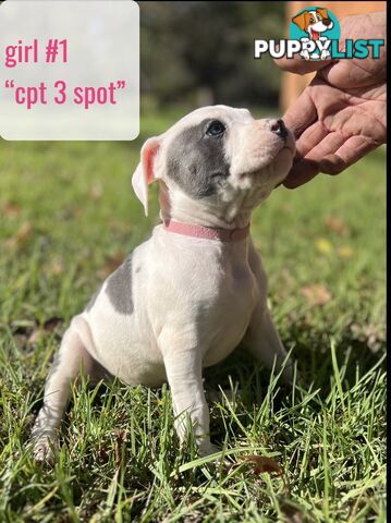 Purebred American Staffy pups