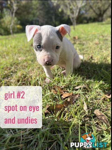 Purebred American Staffy pups