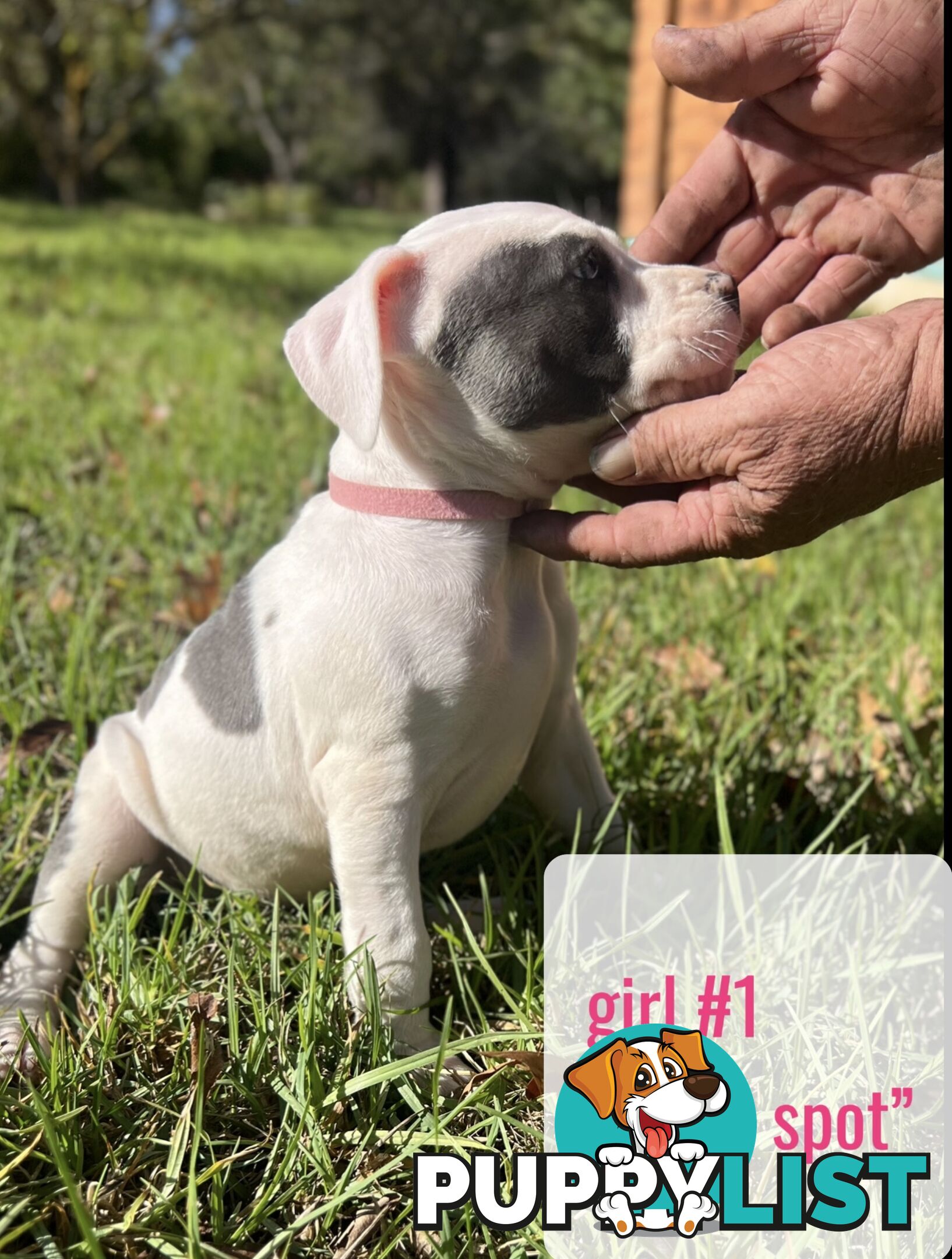 Purebred American Staffy pups