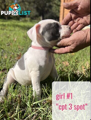 Purebred American Staffy pups