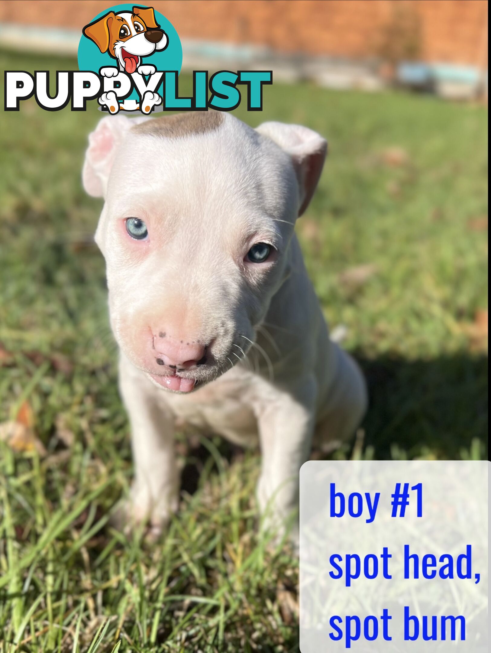 Purebred American Staffy pups