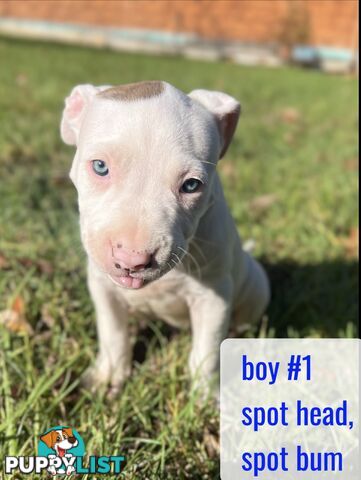 Purebred American Staffy pups
