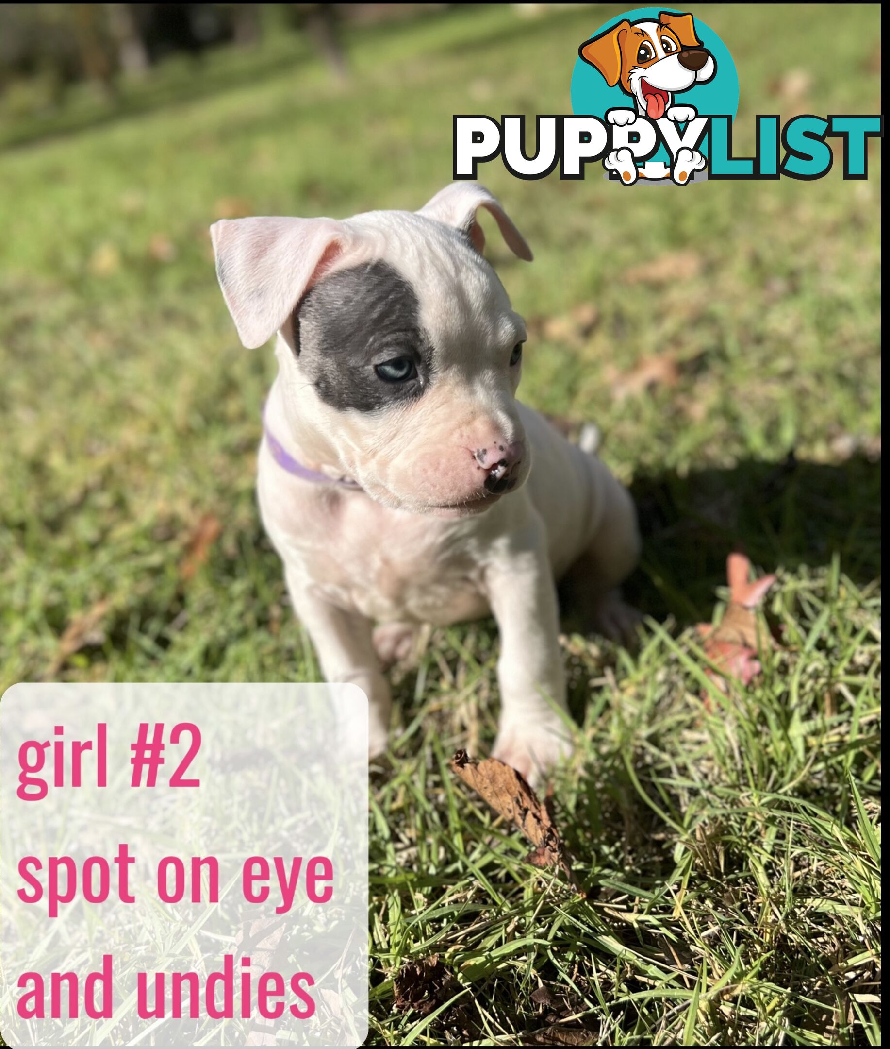 Purebred American Staffy pups