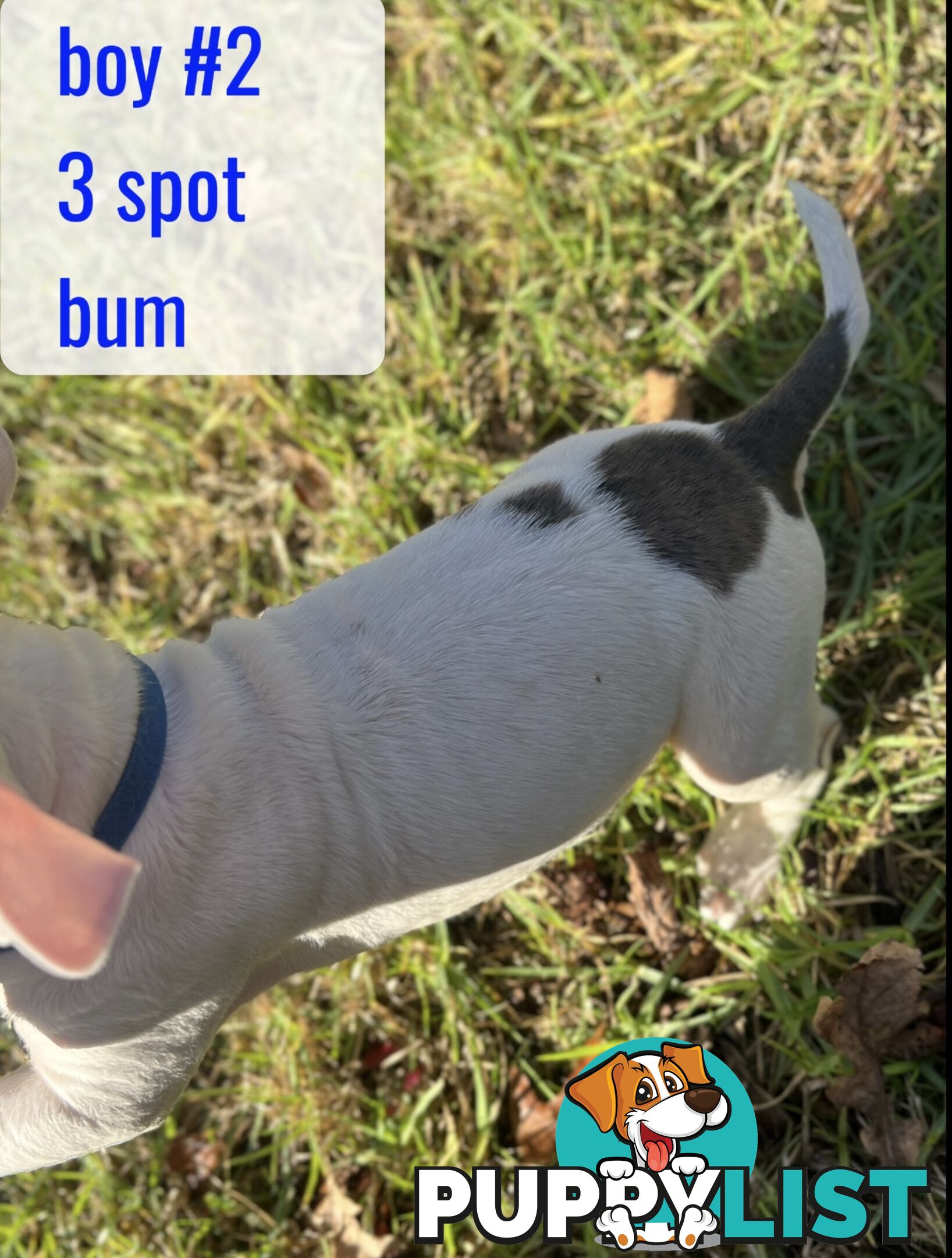 Purebred American Staffy pups