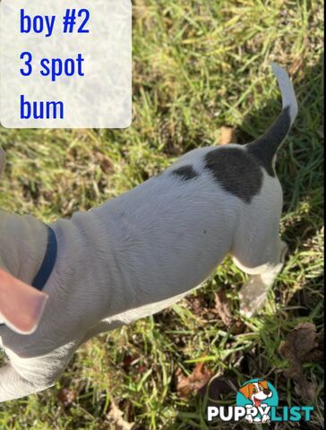 Purebred American Staffy pups