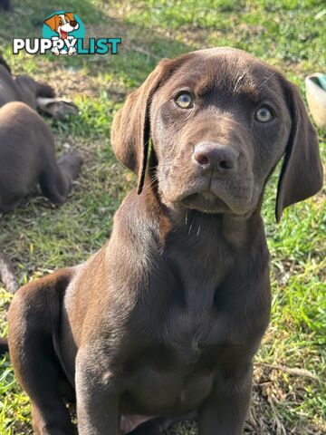 German Shorthaired Pointerx Labradore puppies