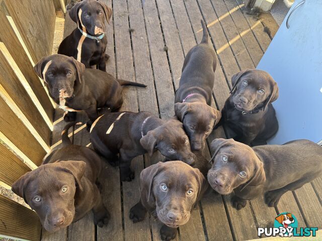 Puppies Beautiful Chocolate GSPxLab