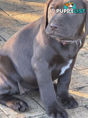 Puppies Beautiful Chocolate GSPxLab
