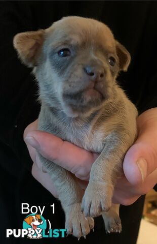 Pure chihuahua puppies