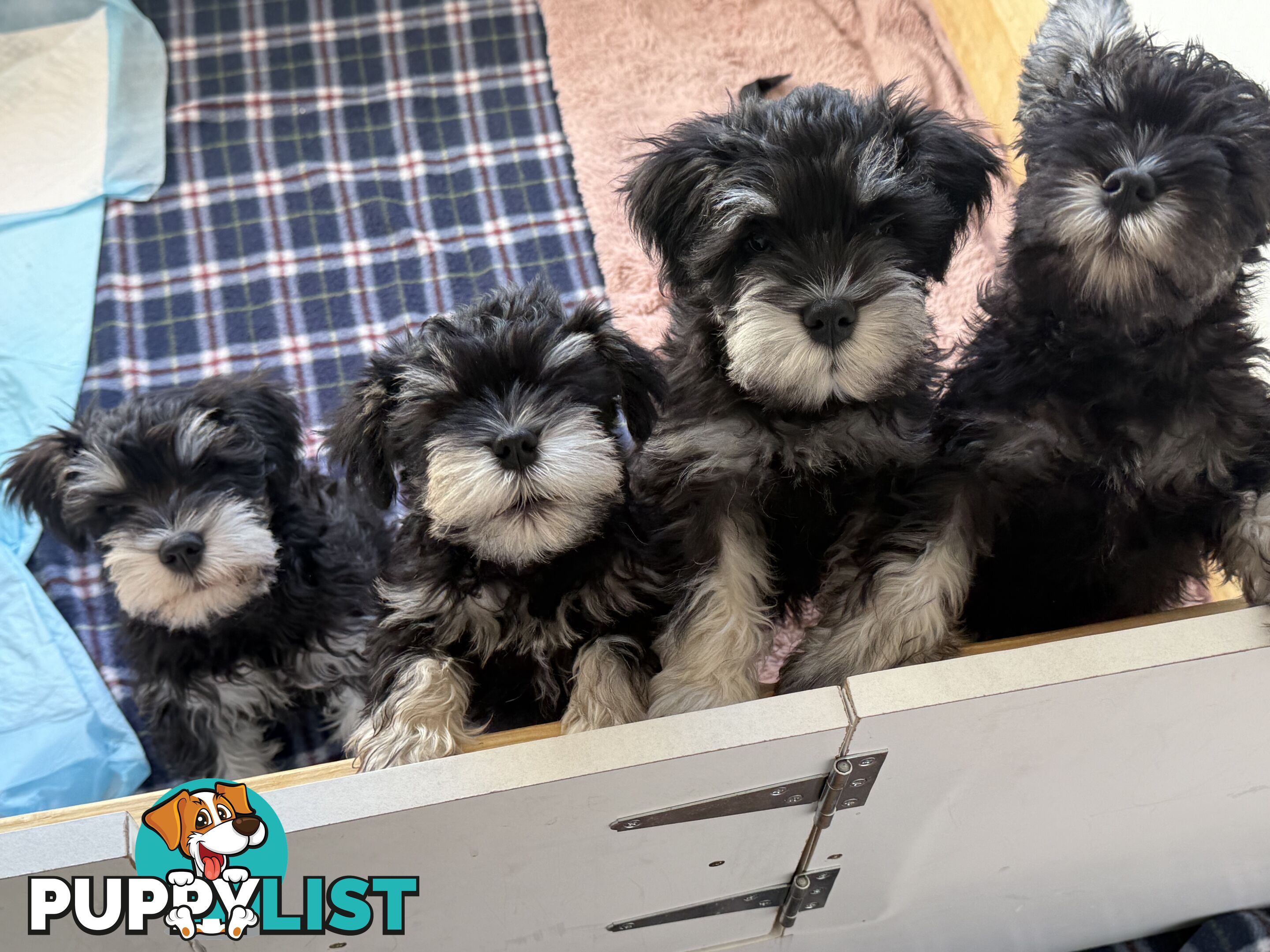 Miniature Schnauzer Puppies 10 weeks old