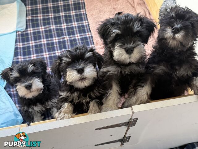 Miniature Schnauzer Puppies 10 weeks old