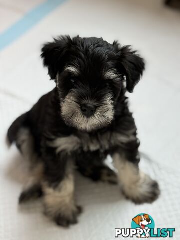 Miniature Schnauzer Puppies 6.5 weeks old