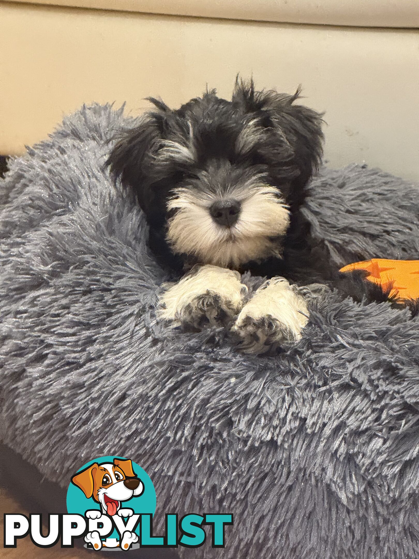 Miniature Schnauzer Puppies 10 weeks old