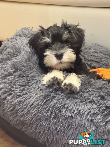 Miniature Schnauzer Puppies 10 weeks old