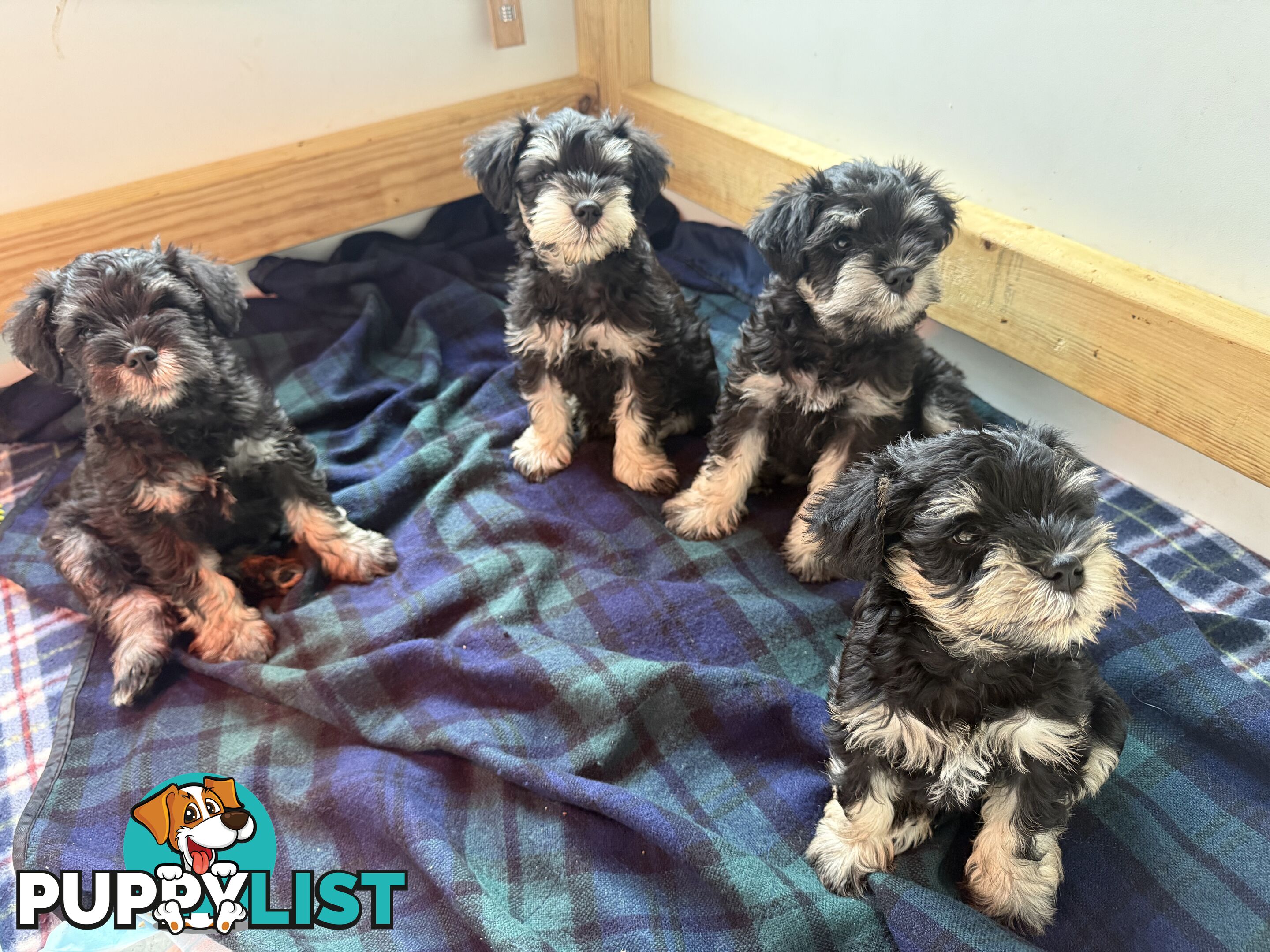 Miniature Schnauzer Puppies 6.5 weeks old