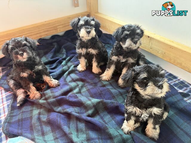 Miniature Schnauzer Puppies 6.5 weeks old