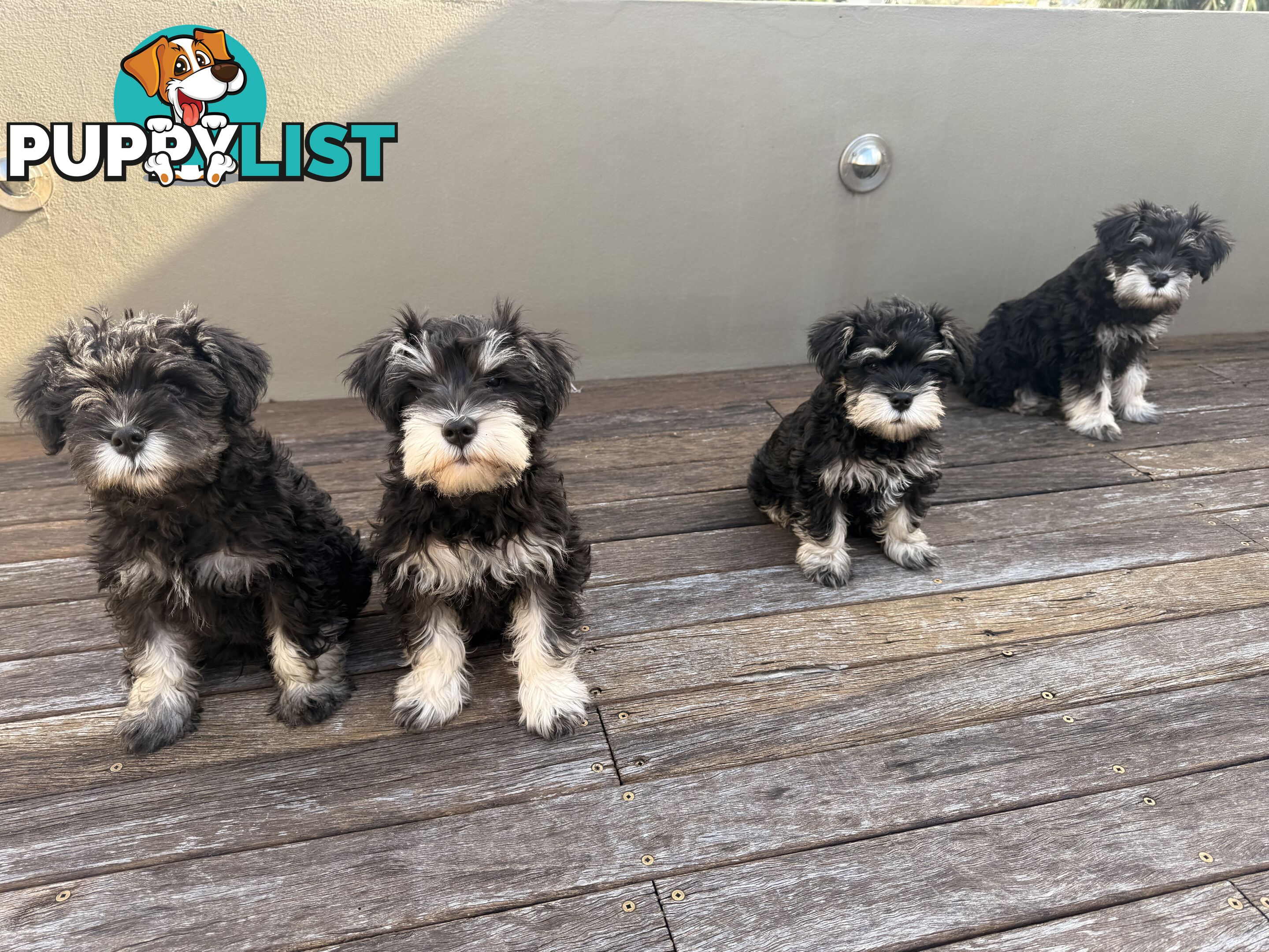 Miniature Schnauzer Puppies 10 weeks old