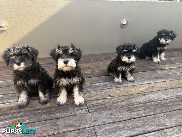 Miniature Schnauzer Puppies 10 weeks old