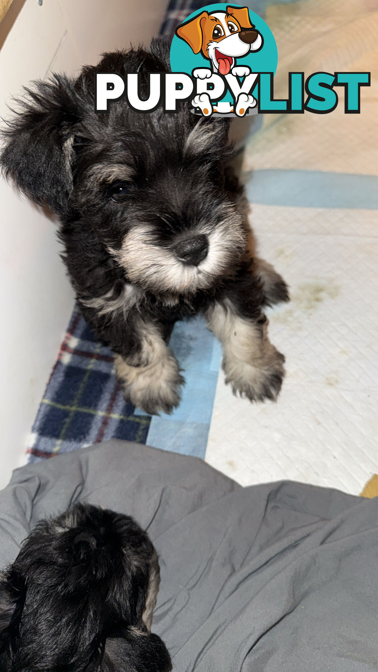 Miniature Schnauzer Puppies 6.5 weeks old