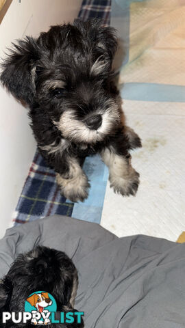 Miniature Schnauzer Puppies 6.5 weeks old