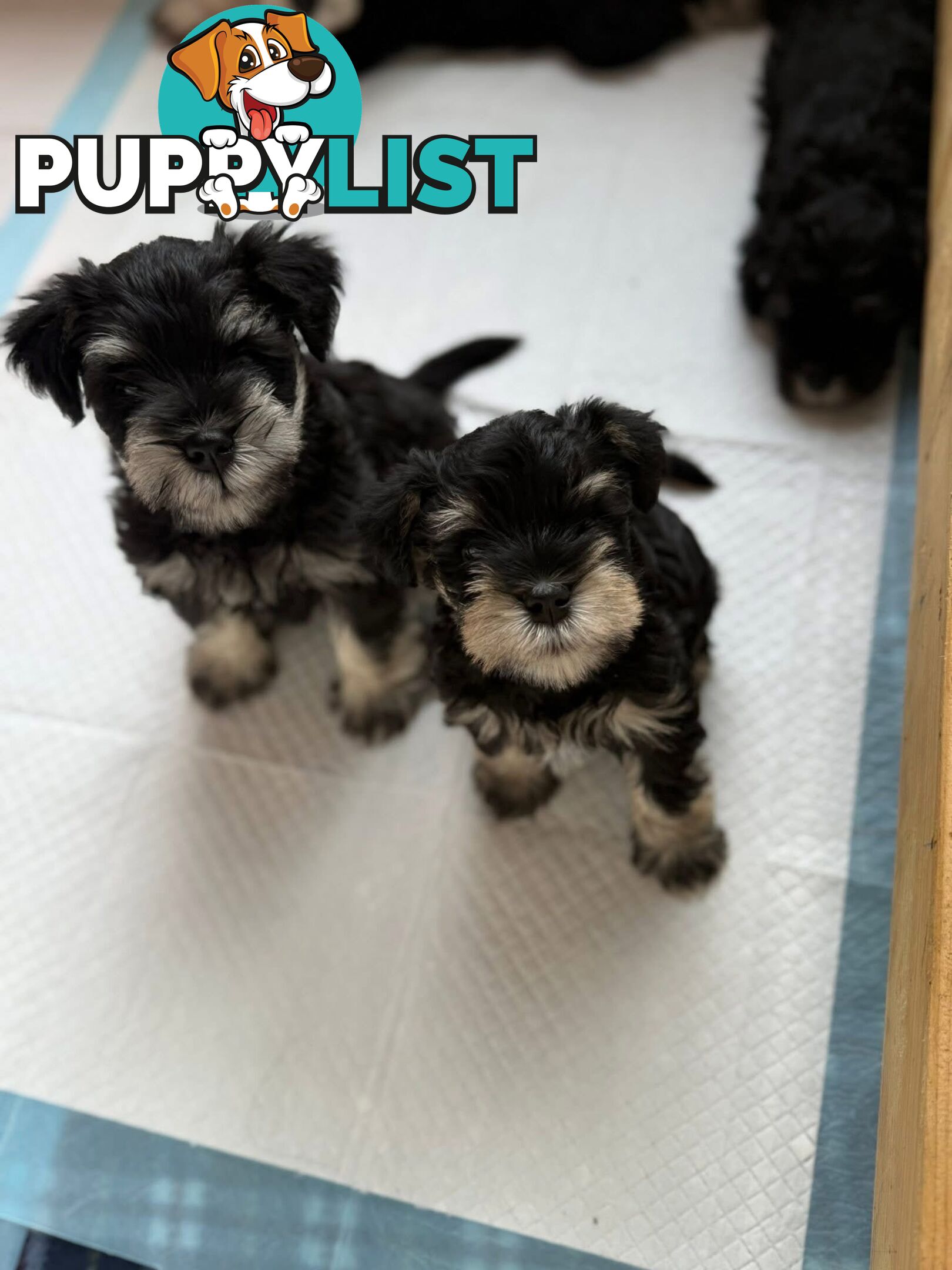Miniature Schnauzer Puppies 6.5 weeks old