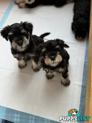Miniature Schnauzer Puppies 6.5 weeks old