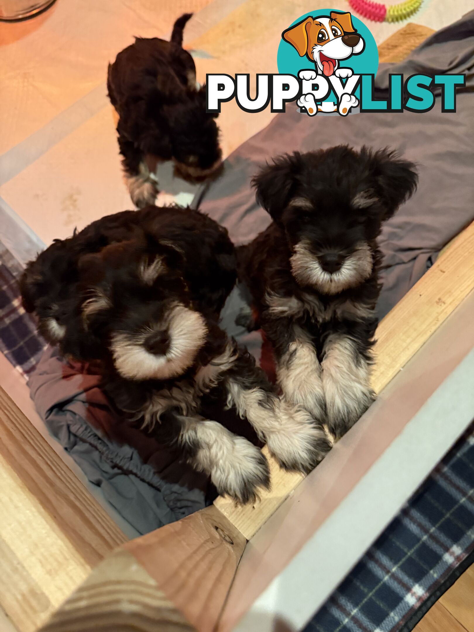 Miniature Schnauzer Puppies 6.5 weeks old