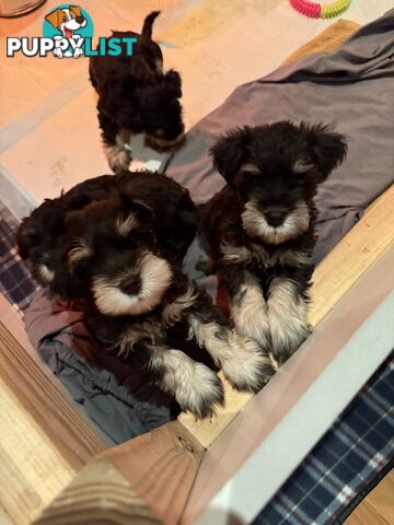 Miniature Schnauzer Puppies 6.5 weeks old