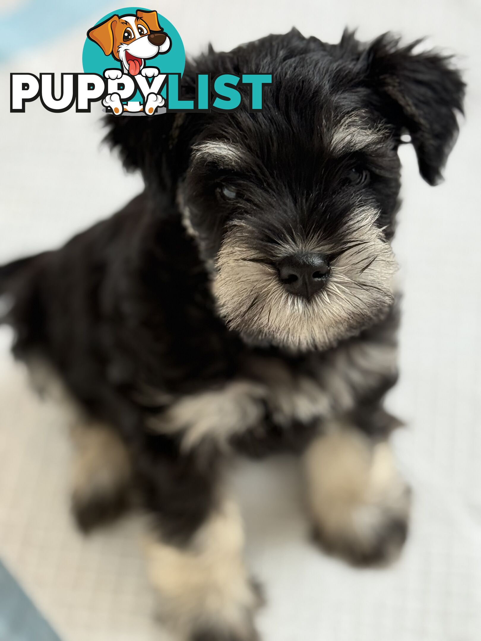 Miniature Schnauzer Puppies 6.5 weeks old