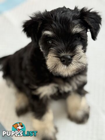 Miniature Schnauzer Puppies 6.5 weeks old