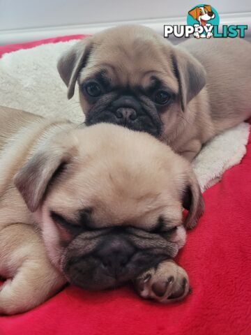 2 purebred pug puppies