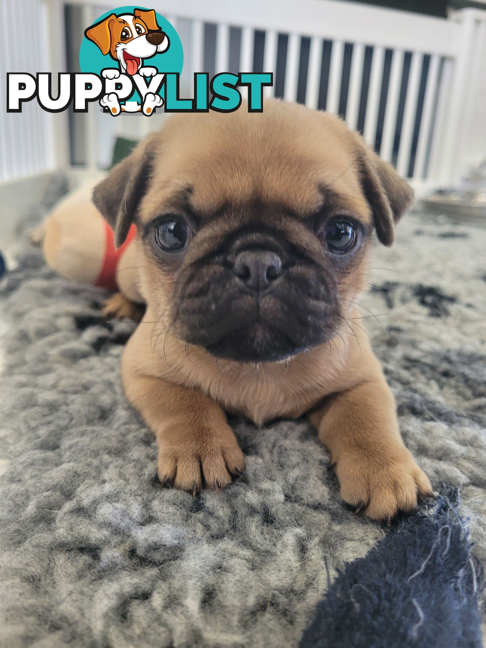 3 purebred pug puppies