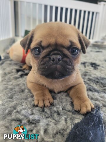 3 purebred pug puppies