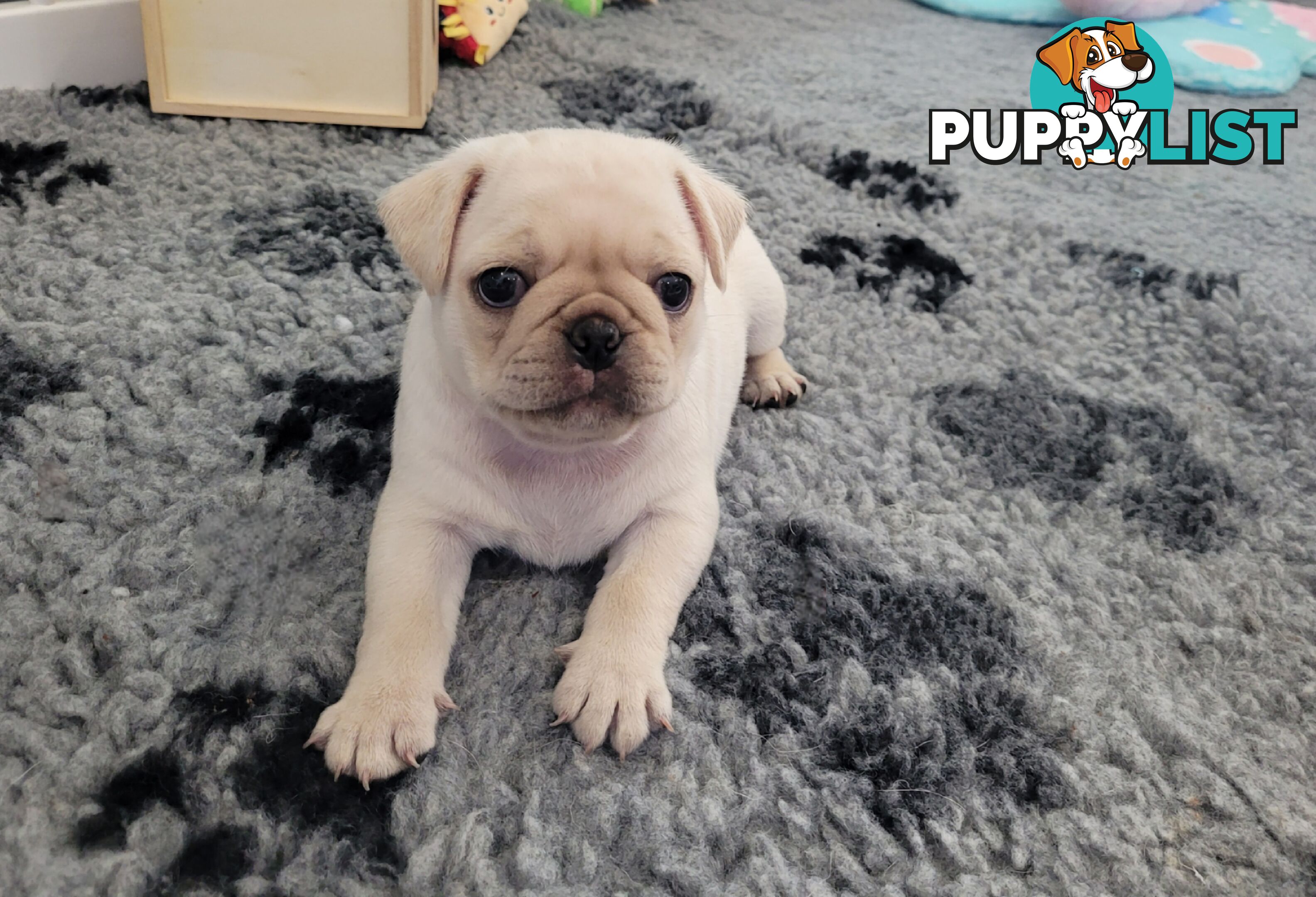 3 purebred pug puppies