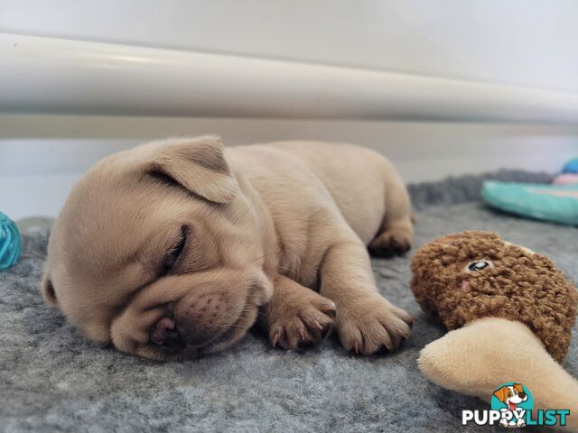 3 purebred pug puppies