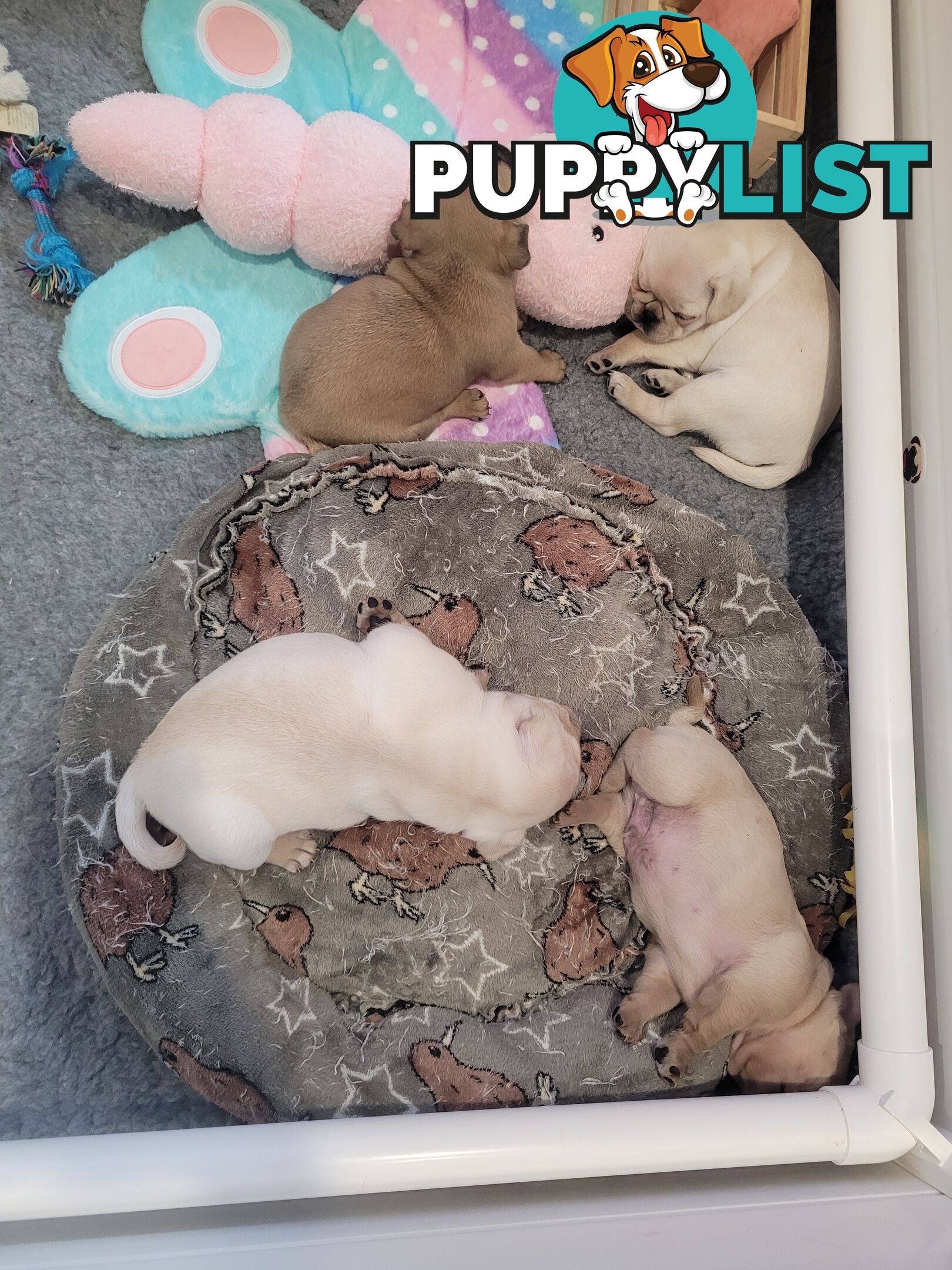 3 purebred pug puppies