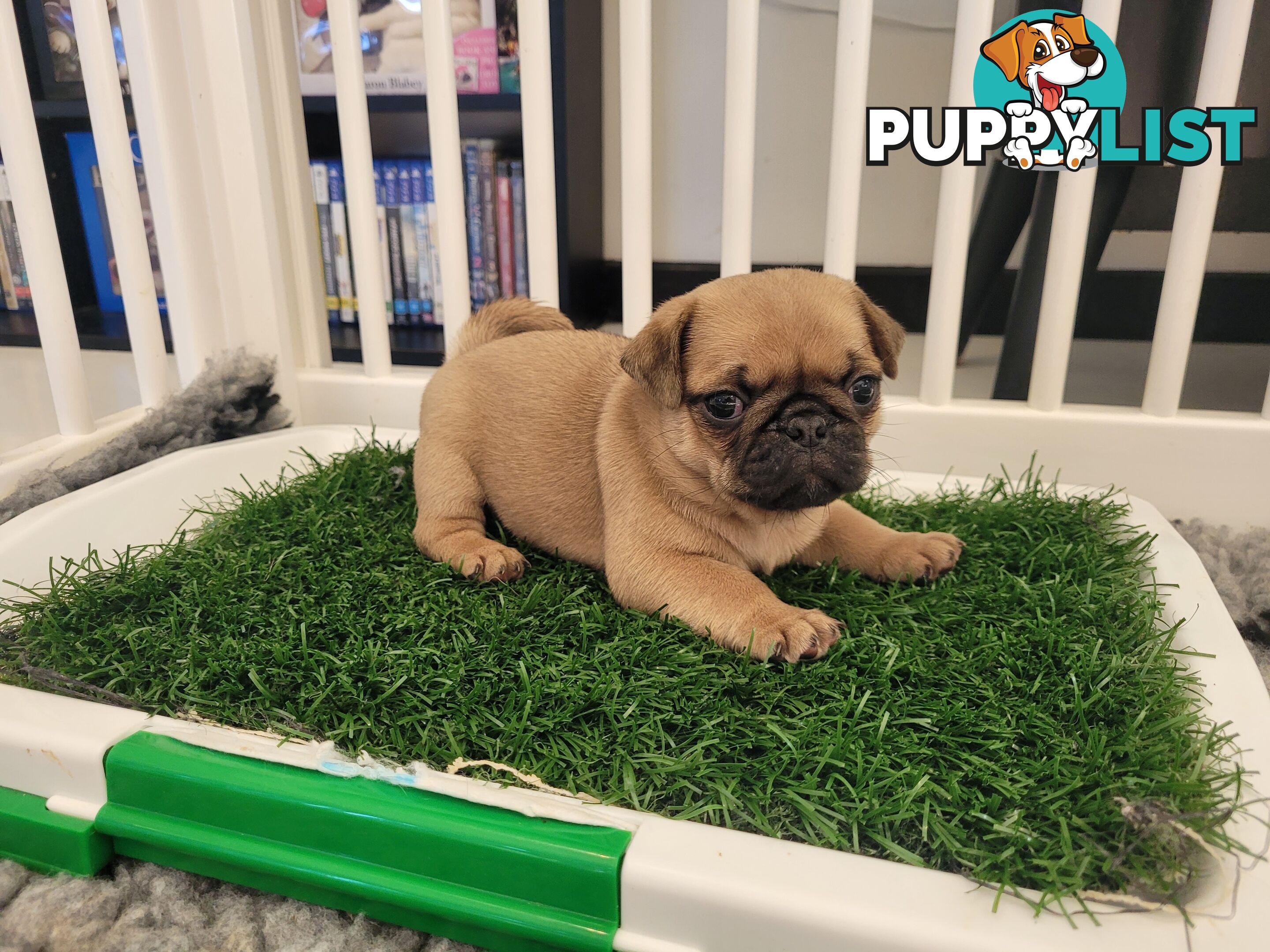 3 purebred pug puppies