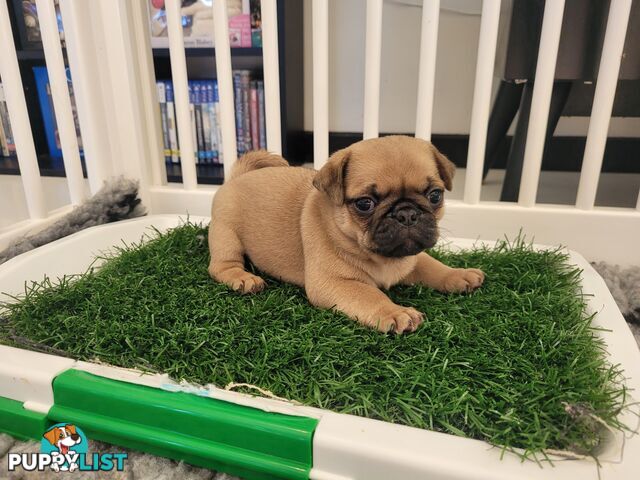 3 purebred pug puppies