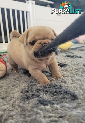 3 purebred pug puppies