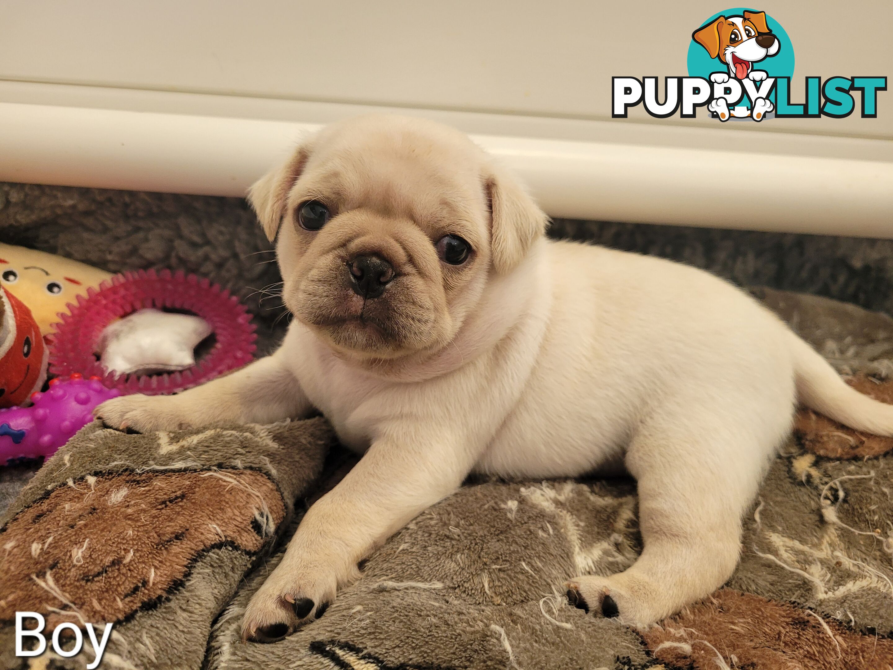 3 purebred pug puppies