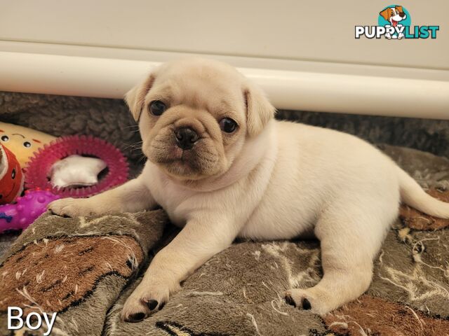 3 purebred pug puppies