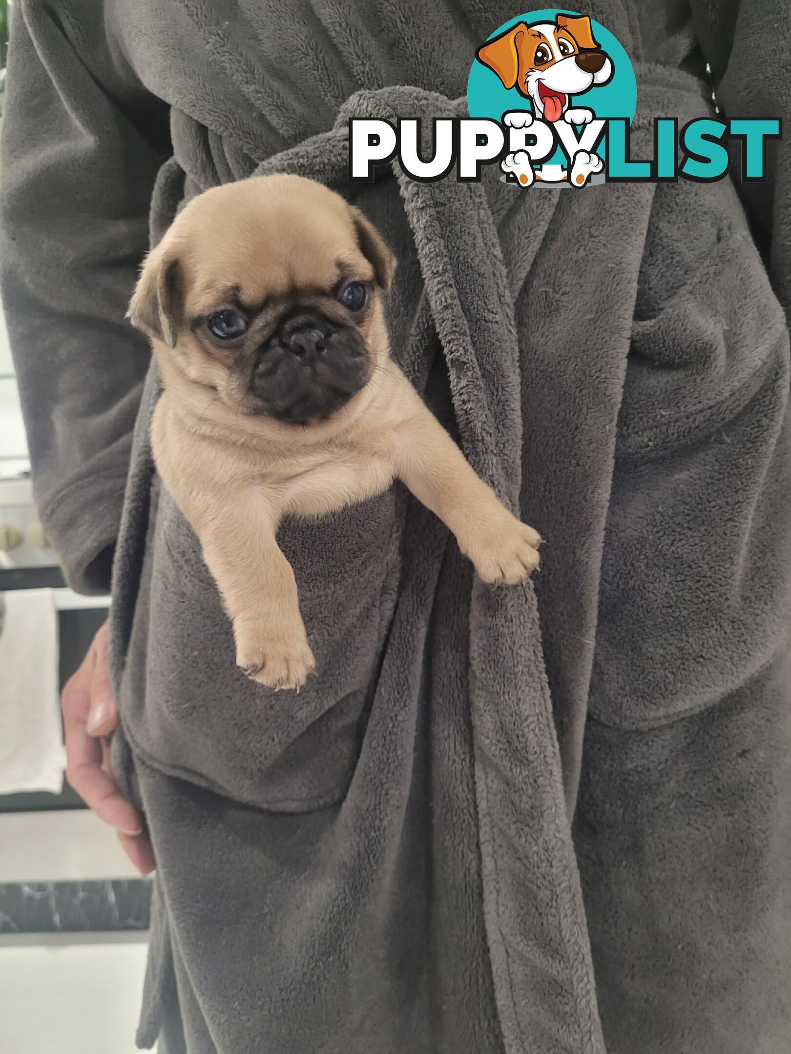 3 purebred pug puppies